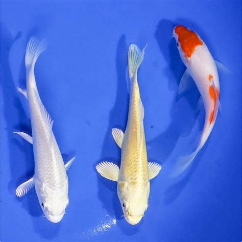 koi fish for sale near me|EFP Koi Lots .